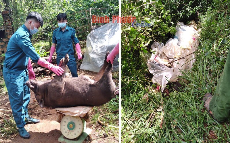Lộc Ninh công bố dịch tả heo châu Phi trên địa bàn xã Lộc Thiện