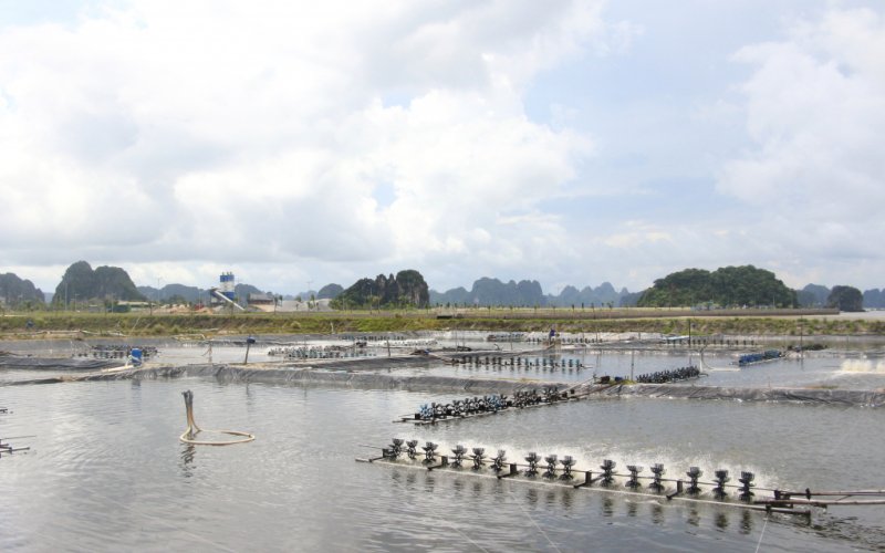 Nâng cao giá trị sản xuất từ nuôi biển