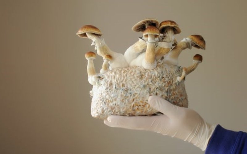 Nghiên cứu chất tạo ảo giác trong nấm giúp cai nghiện rượu, thuốc lá