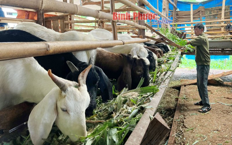 Nuôi dê sạch, không lo bí đầu ra