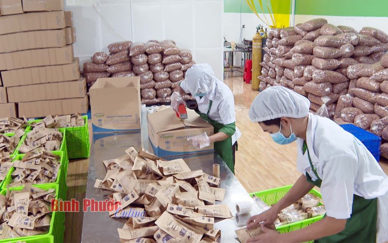 Phát triển bền vững ngành điều