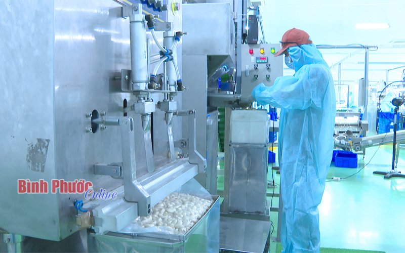 Phát triển bền vững ngành điều