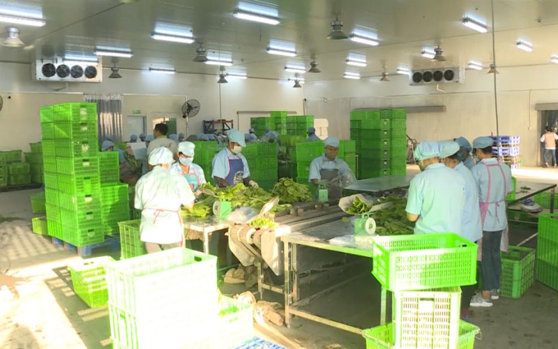 Phát triển sản xuất nông nghiệp hữu cơ - hướng đi bền vững