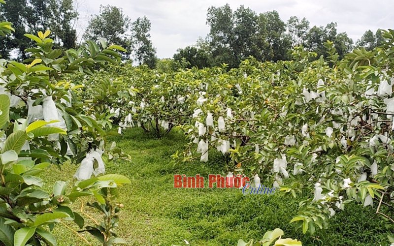 Quang Minh xây dựng thương hiệu OCOP ổi trân châu ruột đỏ