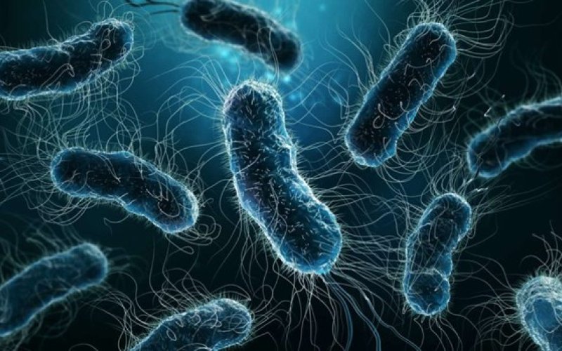 Ba Lan: Bùng phát bệnh viêm phổi Legionnaire khiến 7 người tử vong