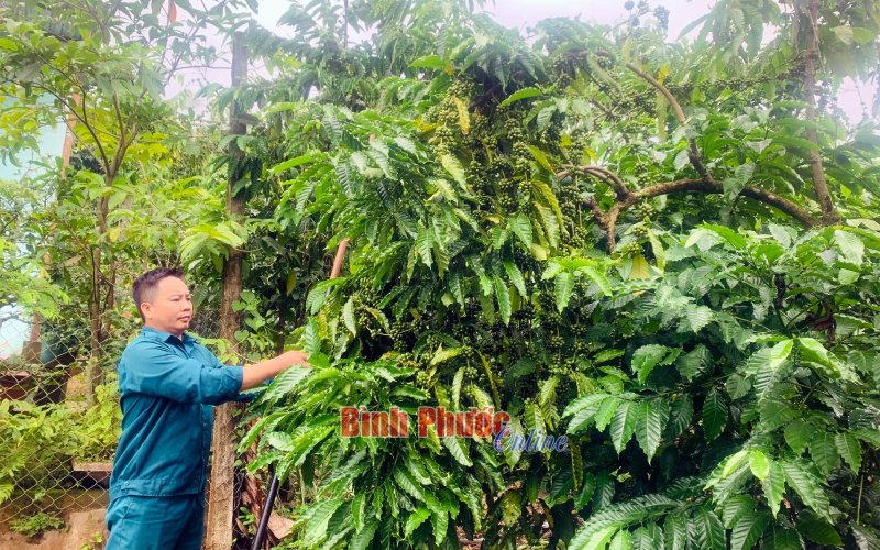 Cà phê được giá, nông dân phấn khởi