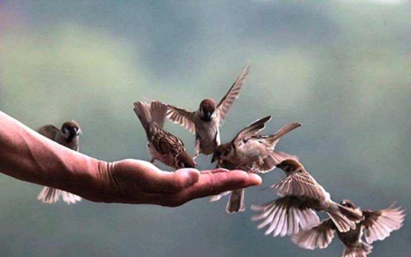 Để ph&oacute;ng sinh l&agrave; h&agrave;nh động &yacute; nghĩa