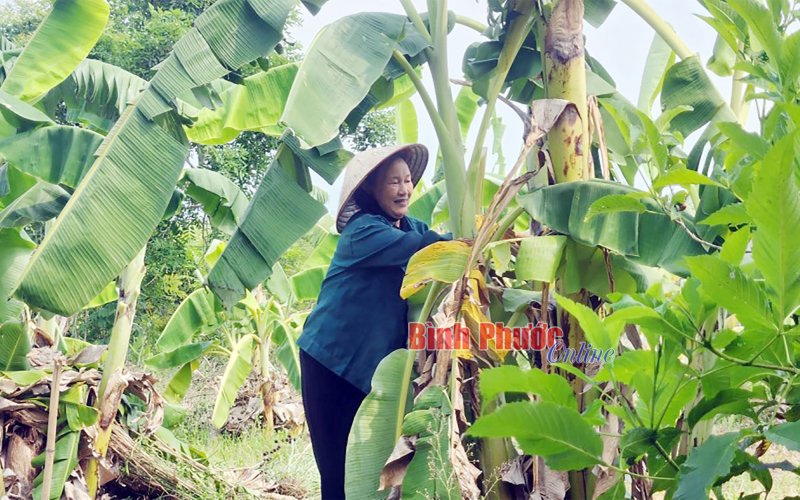 Hiệu quả từ chuyển đổi cây trồng hợp lý