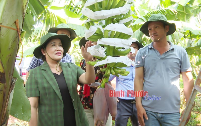 Hội Nông dân Bình Phước - Dấu ấn một nhiệm kỳ