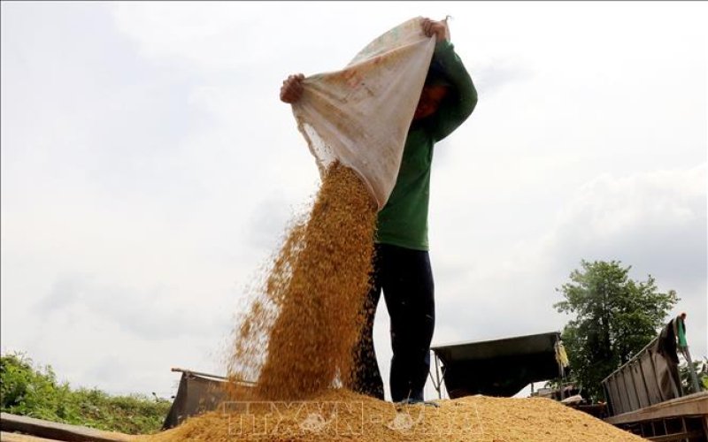 Thủ tướng Chính phủ chỉ thị đảm bảo an ninh lương thực, thúc đẩy sản xuất, xuất khẩu gạo bền vững