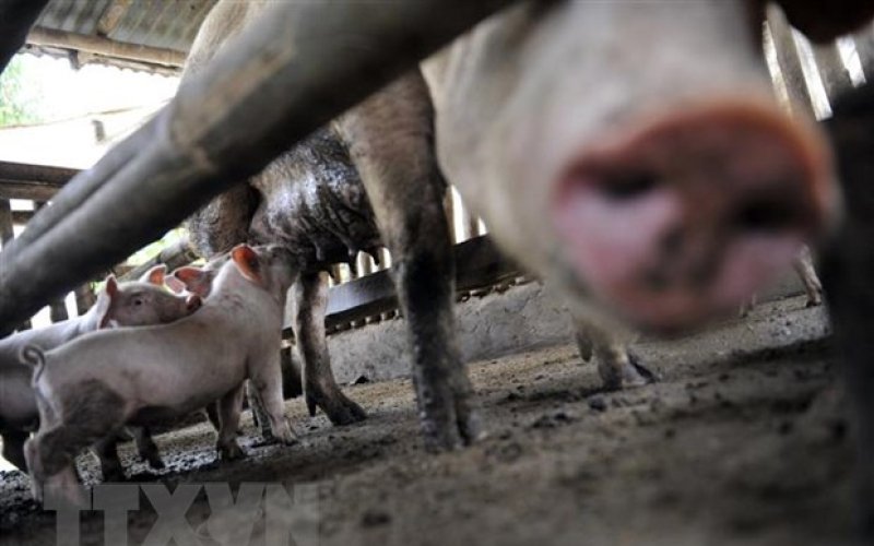 Vaccine phòng dịch tả lợn châu Phi có triển vọng tại Philippines