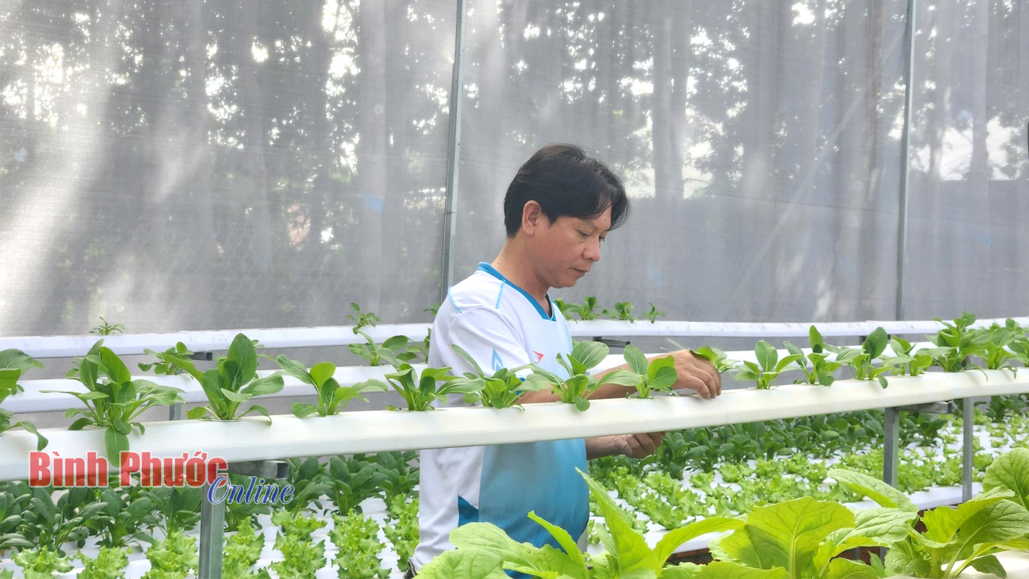 Hướng đến nông nghiệp công nghệ cao
