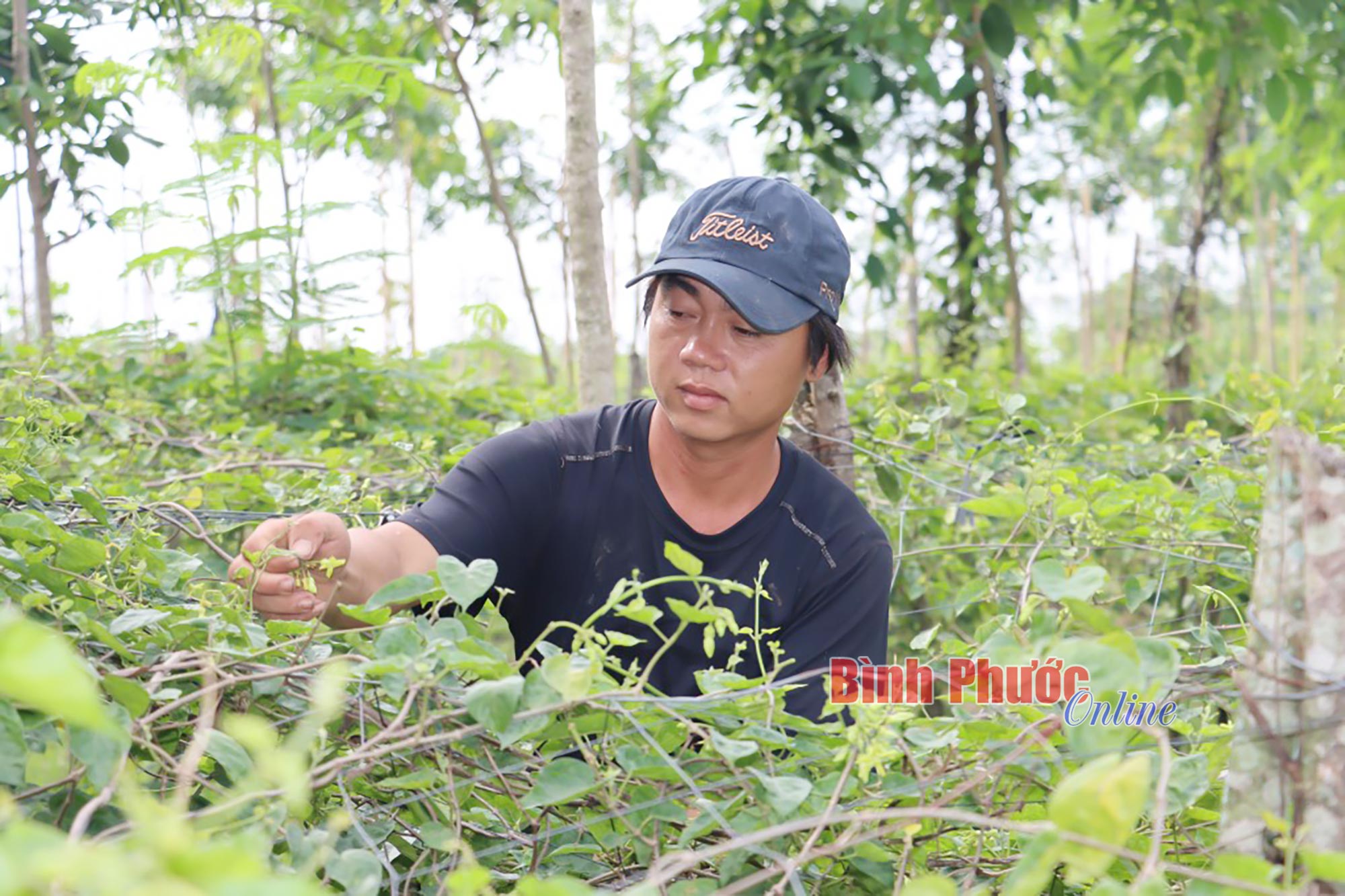 Người trồng hoa thiên lý gặp khó