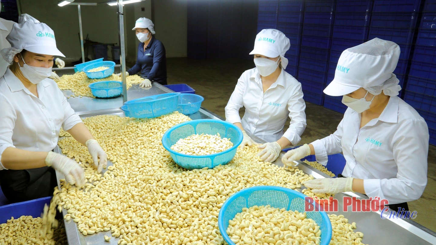 Phát huy chỉ dẫn địa lý hạt điều Bình Phước 