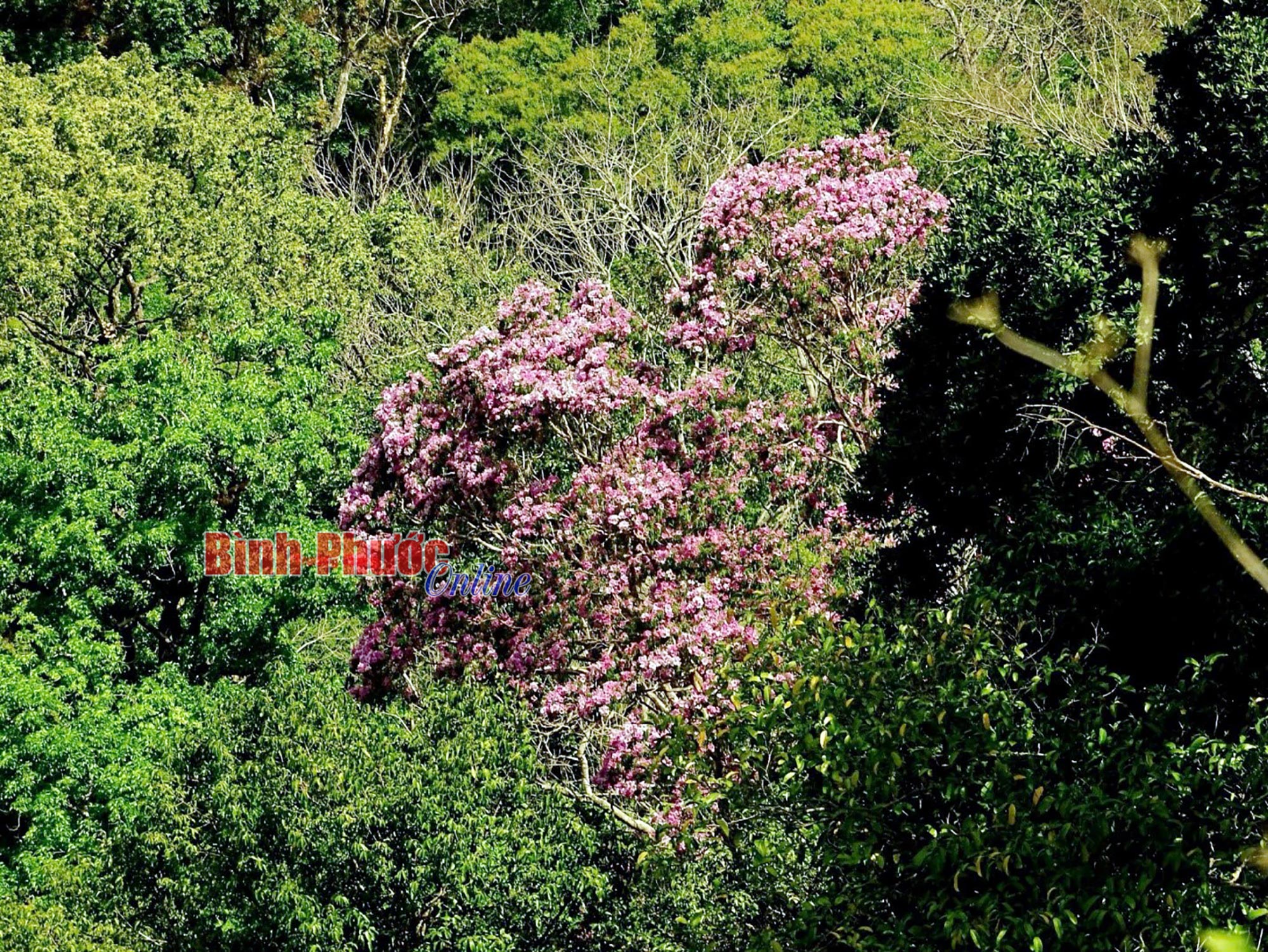 Tăng cường quản lý, bảo vệ rừng