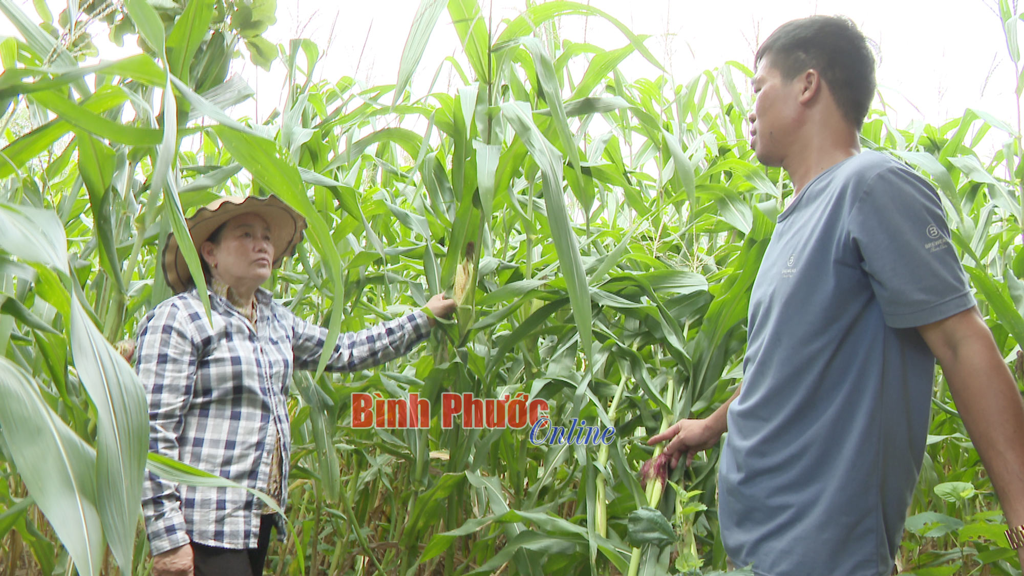 Tăng thu nhập từ trồng bắp biến đổi gen