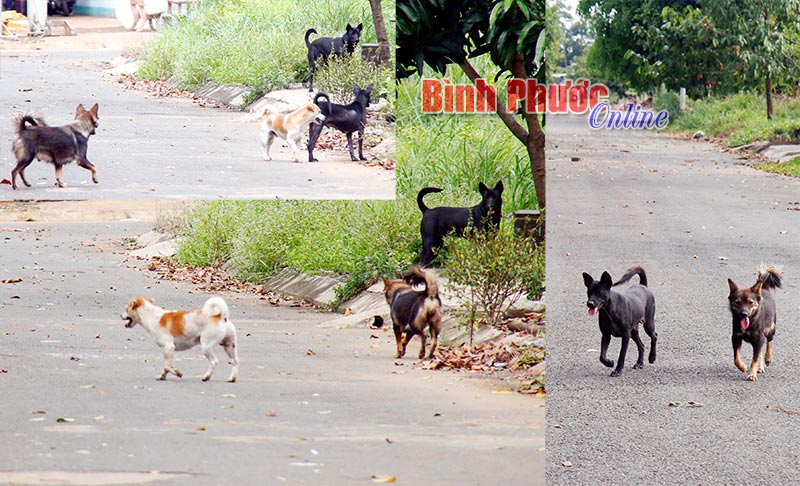 Triển khai hiệu quả các biện pháp phòng, chống bệnh dại trên người