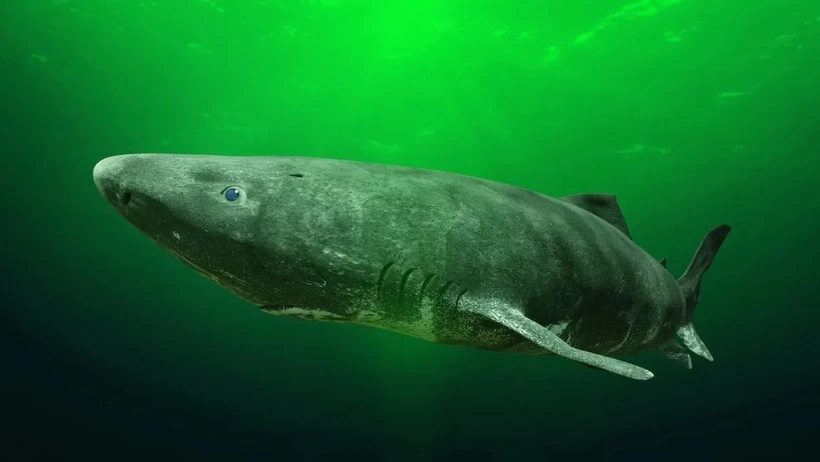 Vén màn bí mật cá mập Greenland, loài sinh vật có thể sống hàng trăm năm