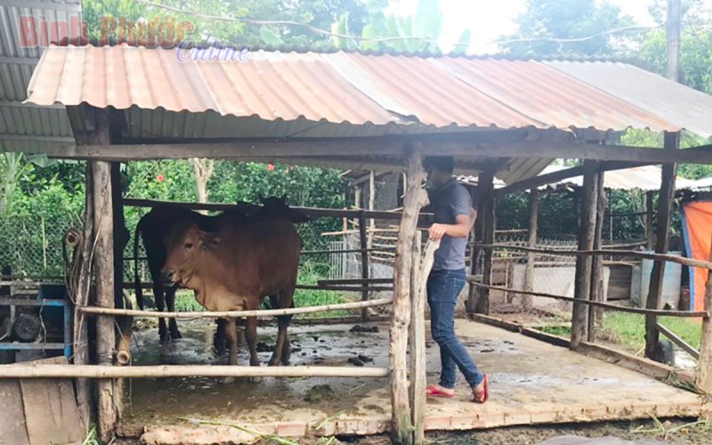 Bình Long công bố dịch viêm da nổi cục ở trâu, bò tại xã Thanh Lương