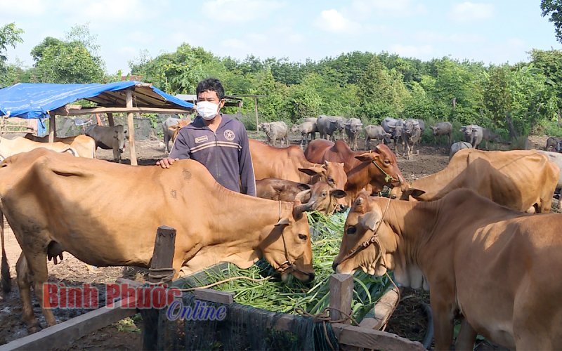 Dịch chồng dịch - người chăn nuôi gặp khó - Bài 1