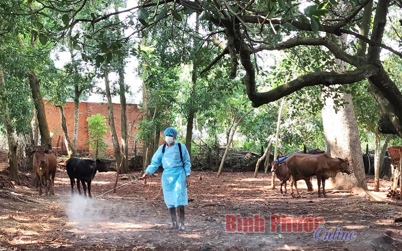 Lộc Ninh kiểm soát tốt bệnh viêm da nổi cục trên trâu, bò