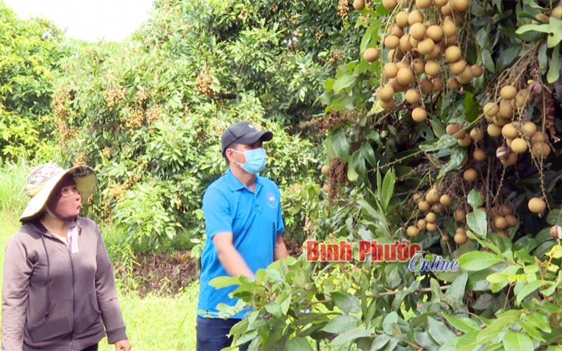 Người trồng nhãn ở Tân Hưng “thiệt đơn, thiệt kép”