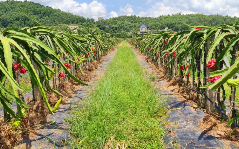 Nông nghiệp Quảng Ninh tiếp tục giữ vững đà tăng trưởng