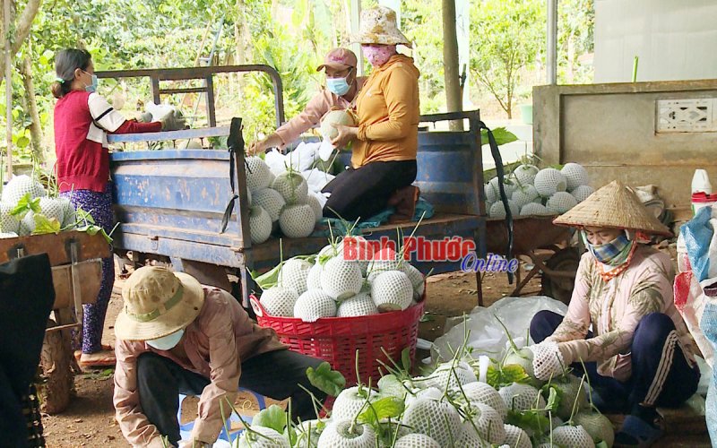 Phát triển cây ăn trái cần giải pháp bền vững