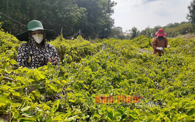 Tấm lòng sẻ chia trong đại dịch