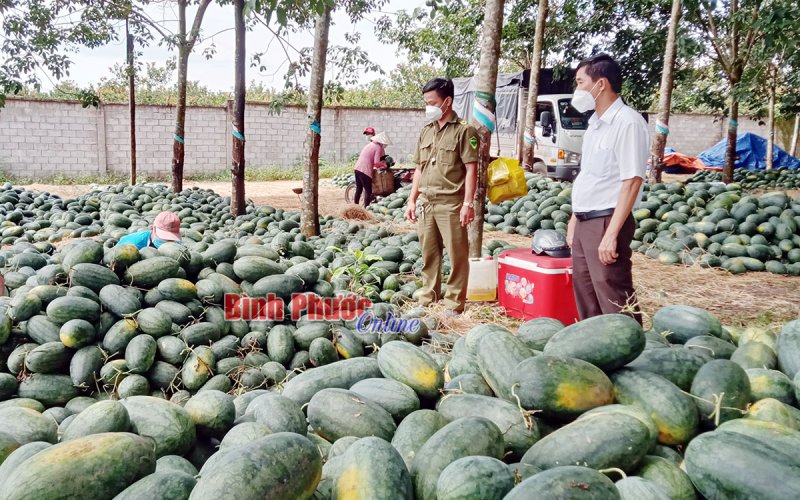 Vị ngọt dưa hấu