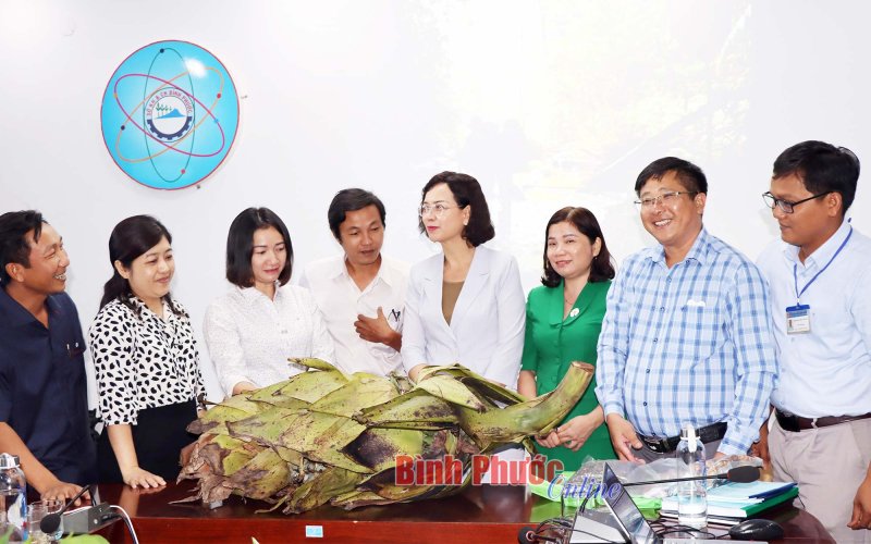 Bình Phước nghiệm thu đề tài khoa học bảo tồn và phát triển loài chuối chân voi