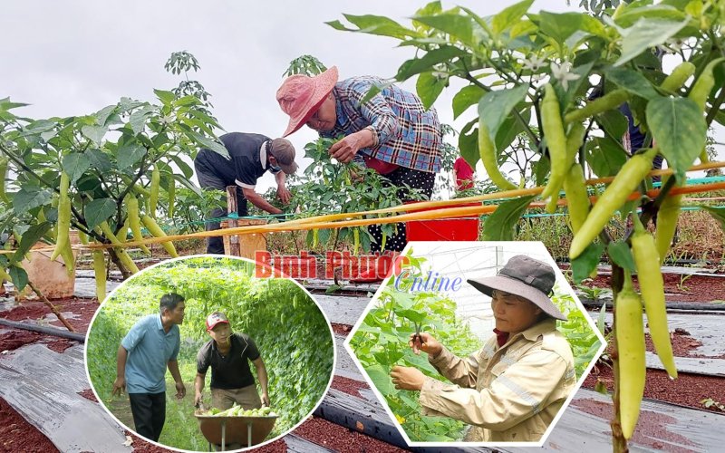 Làm giàu từ cây ngắn ngày