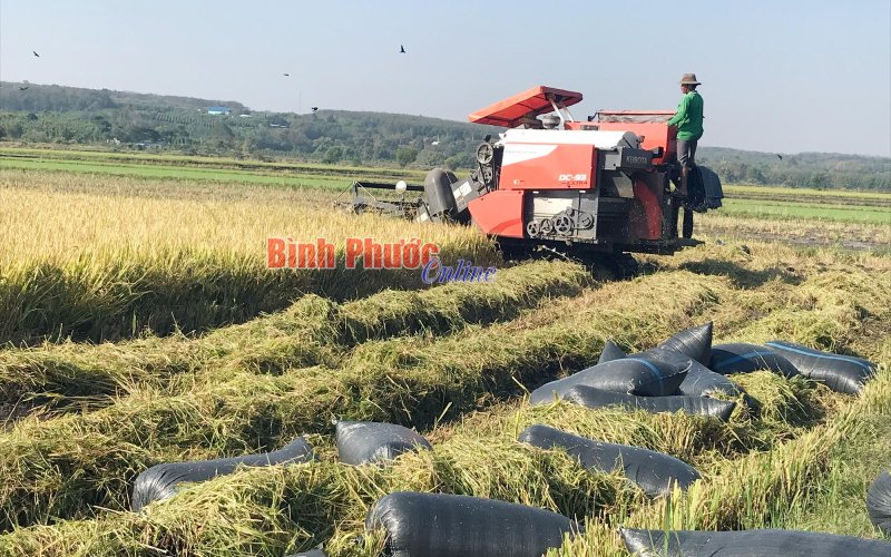 Lộc Ninh: Lúa hè thu trúng mùa