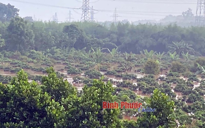 Mưa lũ gây ngập úng 148 ha cây trồng ở Thanh Lương