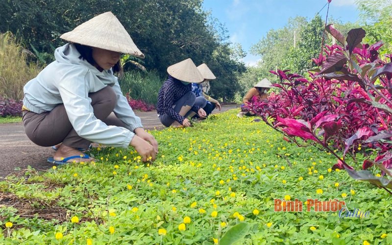 Phụ nữ Lộc Ninh chung tay xây dựng môi trường sống xanh - sạch - đẹp