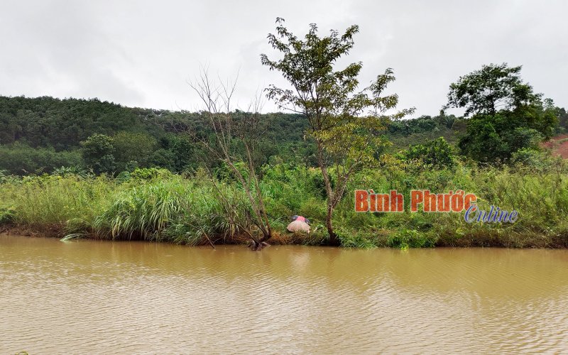 Phước Long: Cụ ông tử vong khi đi thả lưới, bắt cá