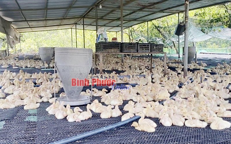 Thu nhập khá từ nuôi vịt