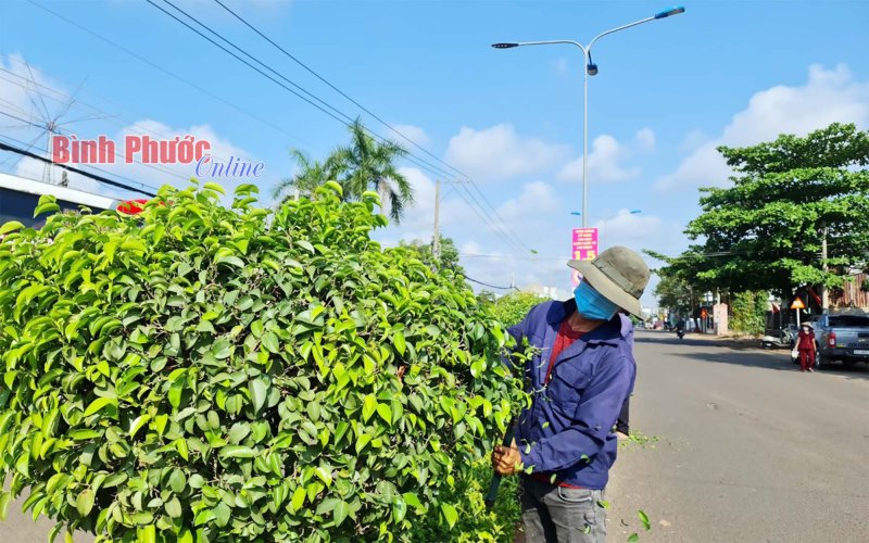 Tô điểm cho đô thị Đồng Xoài