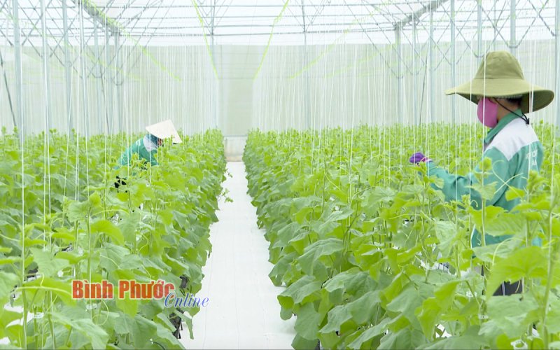 28 ngàn tỷ đồng thu hút đầu tư nông nghiệp công nghệ cao