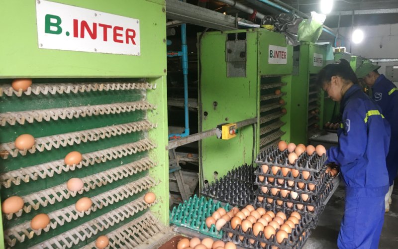 Đẩy nhanh tiến độ các dự án chăn nuôi