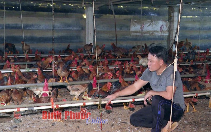 Hướng đến xây dựng vùng chăn nuôi an toàn