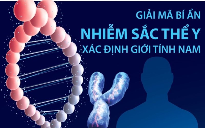 [Infographics] Giải mã bí ẩn nhiễm sắc thể Y xác định giới tính nam