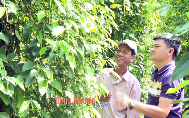 Kỳ vọng vụ tiêu bội thu