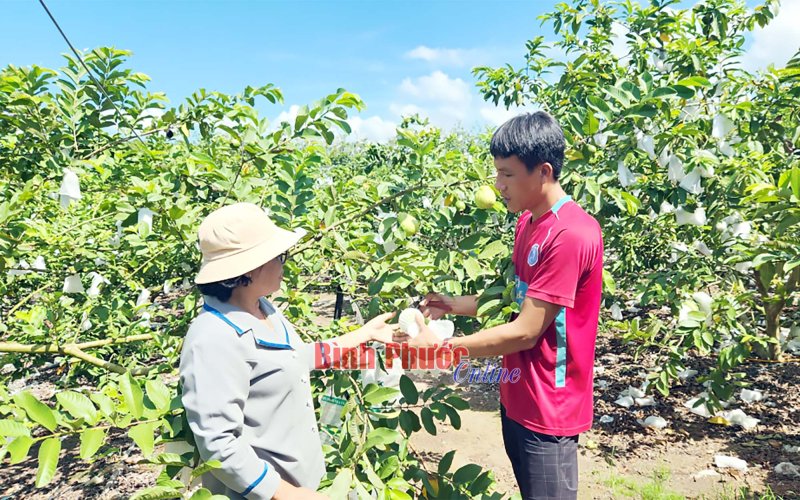 Phát huy hiệu quả nguồn vốn ủy thác