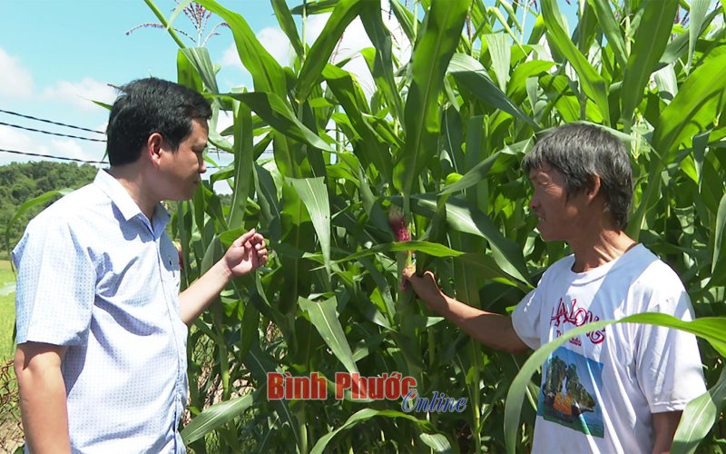 Phát triển kinh tế từ “2 bắp+1 lúa”