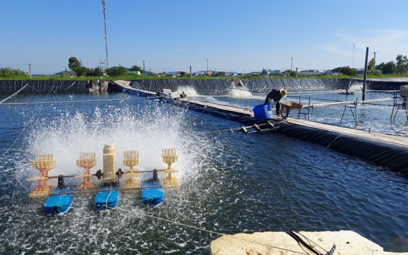 Quảng Ninh: Triển vọng từ nuôi tôm