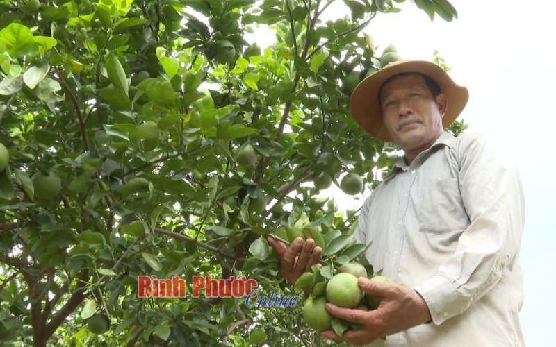 Tăng lợi ích kinh tế cho người trồng cam