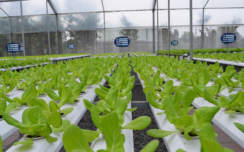 Ứng dụng công nghệ Israel trong sản xuất nông nghiệp