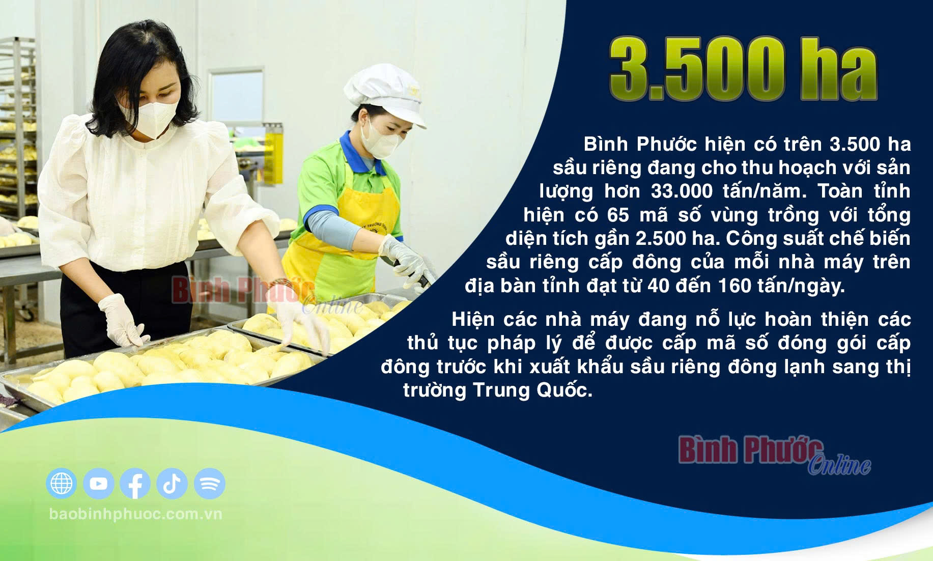 Bình Phước có 3.500 ha sầu riêng đang cho thu hoạch