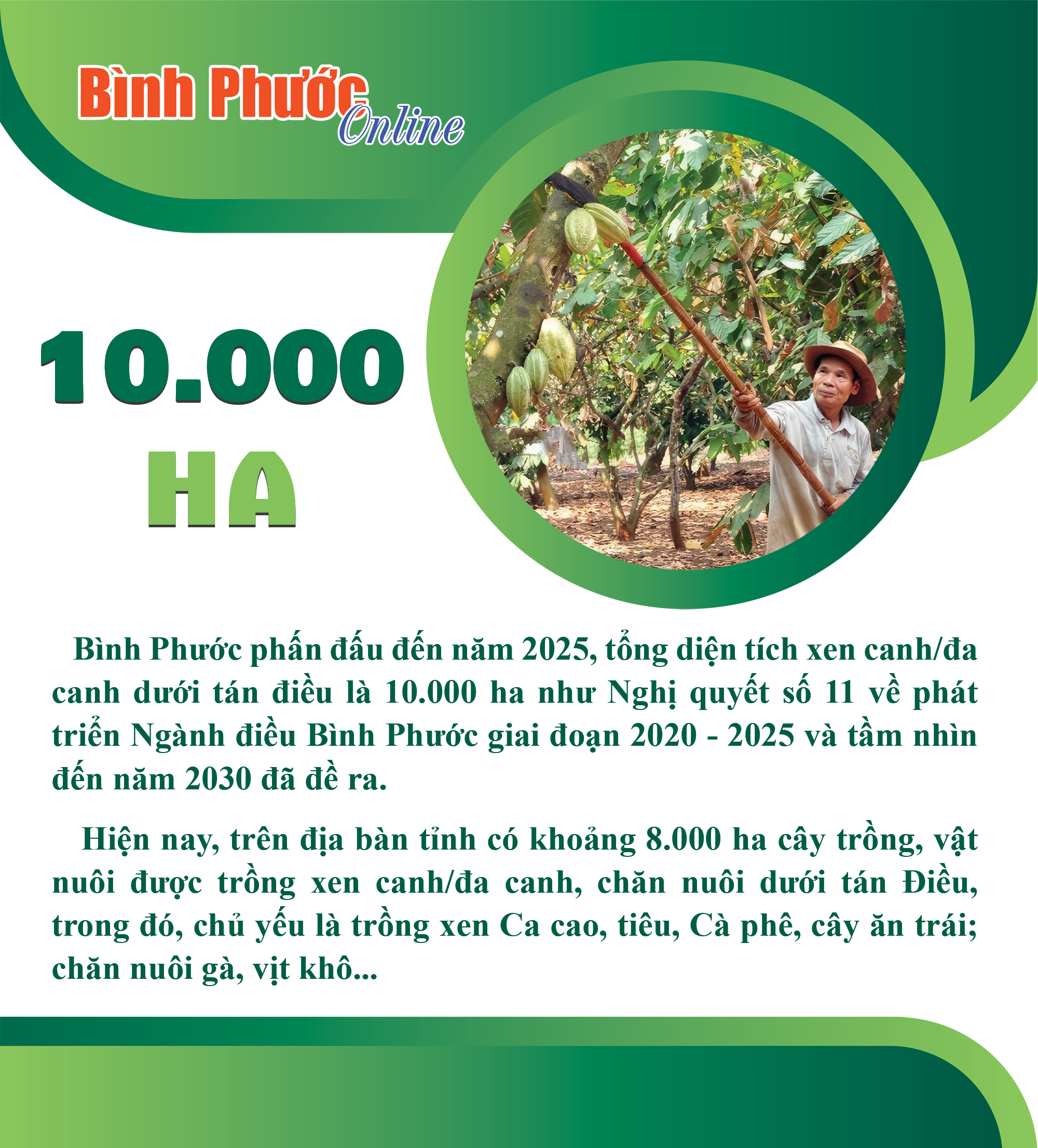 Bình Phước: Phấn đấu đến năm 2025, tổng diện tích xen đa canh/đa canh dưới tán điều là 10.000ha